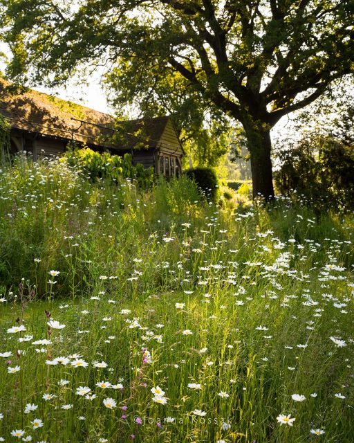 Call of the Wild
Claire Merriman’s @clairemerrimandesign garden is where nature takes the lead. Once a traditional space, it now gently blurs its borders, opening out onto breathtaking views with rolling hills.
Eight years ago, Claire stopped using pesticides and hasn’t looked back. “It took a while for the balance to return, but now even the roses have never been healthier.” Discover the full story in the RHS The Garden magazine, July issue.
Many thanks to the #RHS editorial team @lemonsandcatfood for featuring this garden, to Jodie @greenwichgardener for her thoughtful writing, and to Claire @clairemerrimandesign whose design made every photograph a pleasure to take.
#WildGardening #Surreygardens #PesticideFree #NaturalBalance #GardenInspiration #summergarden #wildflowermeadow #ecogarden #summerplanting #gardendesingideas #gardenphotography #wildflowers #gardenphotographer #surreyphotographer