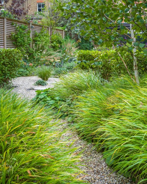 In September light, this garden was still vibrant, full of deep textures and rich tones, with the first signs of autumn.
Designed by @shelleyhjgardens unfolding gently from a sunlit terrace into a woodland area, and finally to a hidden garden room tucked among the trees.
It began as a difficult site, heavily infested with Japanese knotweed. The lower part of the garden was waterlogged, and the whole space was completely exposed. Shelley transformed it into a garden that feels rooted, thoughtful, and authentic.
Thrilled to see this garden published in The RHS Garden Magazine, September issue 2025. Huge thanks to the brilliant editorial team of @the_rhs @lemonsandcatfood and to @nickbailey365 for telling its story with such insight.
And my warmest thanks to Shelley Hugh-Jones @shelleyhjgardens , whose design was a joy to photograph.
Some of the plants featured in the photos include Hakonechloa macra, Betula utilis subsp. jacquemontii (Himalayan birch), Armeria maritima, Stipa gigantea, and the Polystichum polyblepharum (tassel fern).
Garden design: @shelleyhjgardens
ongoing care from @_botanically
Built originally a few years ago by @belderboslandscapes
#gardendesignideas #gardendesign #urbangardens #Hakonechloa #hakonechloamacra #londongardens #betula #septembergardens #thegardenmagazine #surreyphotographer #gardenphotographer