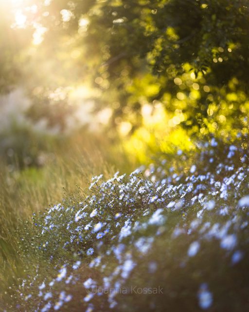 Garden’s starting to shift.
Lighter air, softer light, everything moving slower.
Clouds of asters, gaura, verbena, anemones, and salvias - all gently floating in the borders. A little blurred, weightless.
Photographed yesterday at Kew Gardens
#autumnplants #septembergardens
#asters #perovskia #gaura #verbena #blueflowers #autumngardens #gardenphotographer #plantingideas