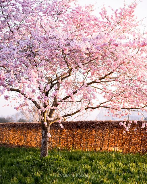 Cherry trees in full bloom, simply stunning
At RHS Garden Wisley @rhswisley 

Here in the photos, fantastic Prunus ‘Accolade’

#cherryblossom #wisleygardens #englishgarden #surreygardens