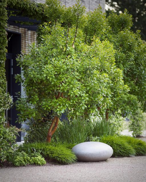 This space stopped me for a moment. 
I love the architectural planting and this Arbutus is definitely heading to the top of my favourite plants list. Also the deep green colour of Hakonechloa macra ‘Nicolas’ looks gorgeous in summer. I often see the lime colour varieties in gardens but this deep green is really striking. And what a seat! 

Tree: Arbutus × andrachnoides - hybrid strawberry tree

Grass: Hakonechloa macra Nicolas - Japanese forest grass 

Giant pebble sculptural seat from @barrell_sculpture 

Design: @matt.keightley 

Photographed recently at RHS Wisley Garden @rhswisley 

#architecturalplanning #gardendesignideas #junegarden #rhs #rhswisley