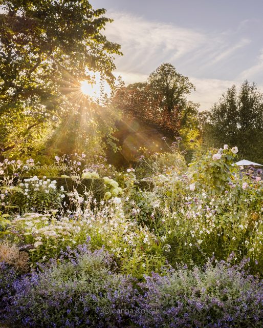 The Manor House in Exton has evolved over many years with borders full of beautiful flowers blending naturally with the surrounding trees and borrowed views of the old village church beyond.

Tina and Charles have gradually transformed the garden over the years, allowing plants to move and selfseed while still keeping enough structure to hold everything together. Tina also collaborated with garden designers Richard Taylor and Nicholas Tripp of @taylortrippgardendesign on several areas helping to shape the garden into what it is today.

Absolutely thrilled to have this garden also featured in the August issue of The English Garden, with words by Gillian Taylor.

Thank you to Tina and Charles for welcoming me into their beautiful garden, to Richard and Nicholas at @taylortrippgardendesign for helping make the shoot possible, and to @theenglishgardenmagazine for featuring it.

The garden also opens for the National Garden Scheme. Check the NGS website for future opening dates.

@manor_house_garden 
@taylortrippgardendesign 
@hampshirengs 

#englishgarden #summergardens #anemones #theenglishgardenmagazine #gardeninspiration