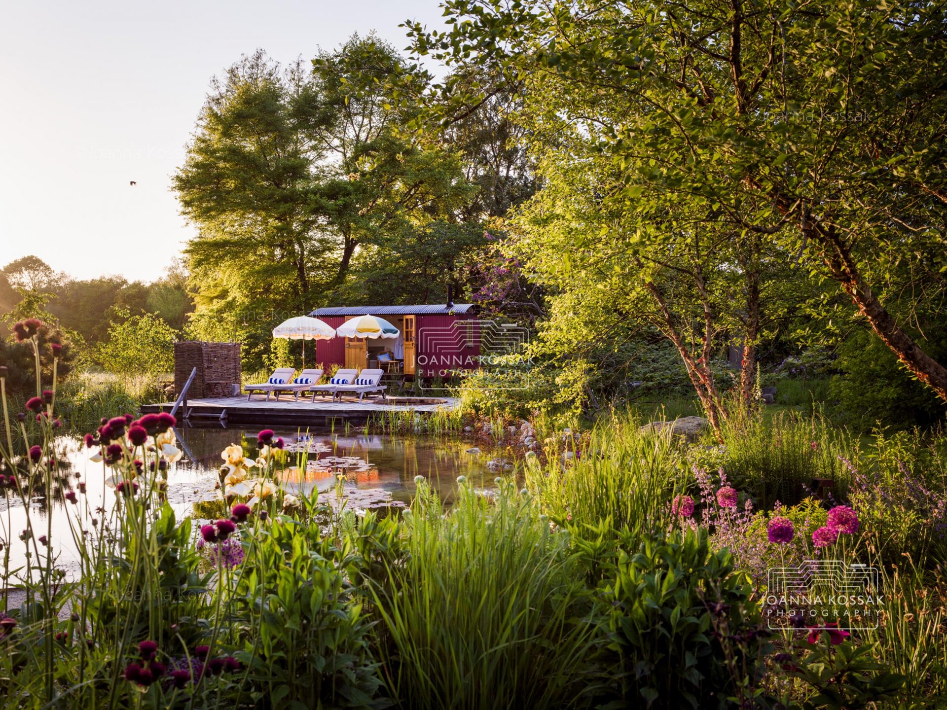 Natural pool with a shepherd’s hut in a countryside garden in Surrey photographed by a professional garden photographer in June